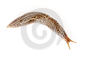 Limax maximus - leopard slug
