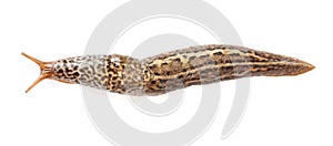 Limax maximus - leopard slug photo