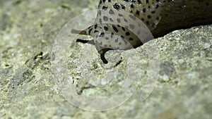 Limax maximus, leopard slug, great grey slug, keeled slug. Slug climbs on concrete.