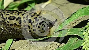 Limax maximus, leopard slug, great grey slug, keeled slug. Slug eats the grass