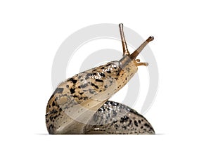 Limax maximus, literally, `biggest slug `