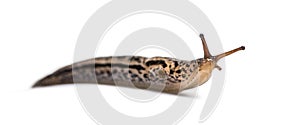 Limax maximus, literally, `biggest slug `