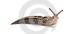 Limax maximus, literally, `biggest slug `