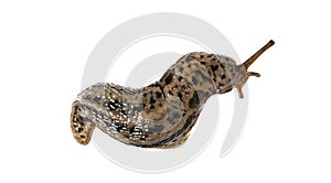 Limax maximus, literally, `biggest slug `