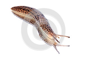 Limax maximus snail