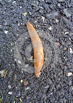 Young Limax on concrete pathwalk.