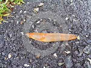 Young Limax on concrete pathwalk.
