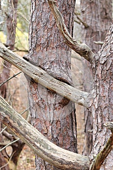 Limb Growing through Tree