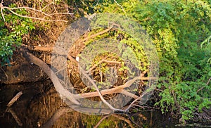 A limb partially growing in water