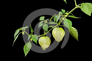 Limb of Tomatillos against Black Background