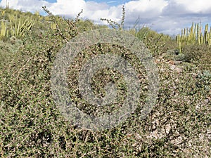Limber Bush Jatropha cuneata in Sonoran Desert