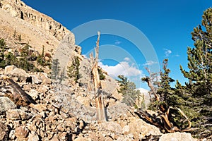 Limber Grove on the North side of Sheep Mountain in the Mosquito Range Colorado.