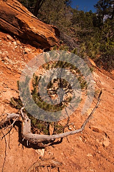 Limber Pine at Emerald Pools, Zion National Park.