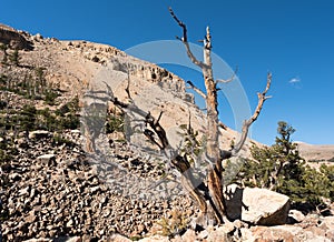 Limber Pine Grove on the North side of Sheep Mountain in the Mosquito Range Colorado.