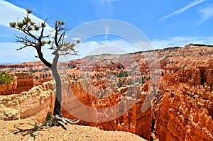 Limber pine and the hoodoos of Bryce Canyon National Park, Utah, USA photo