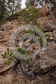 Limber Pine in Petrified Forest State Park 2281