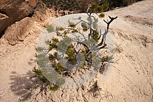 Limber Pine in Petrified Forest State Park 2297