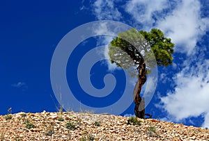 Limber pine tree and the blue sky, Bryce Canyon