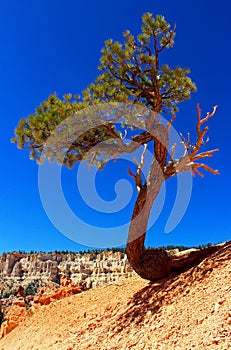 Limber pine tree growing at the edge of Bryce Canyon