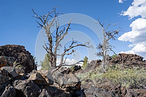Limber pine trees and sagebrush grow with black lava rock in Craters of the Moon National Monument in Idaho USA