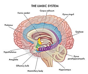 Limbic system