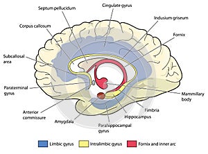 The limbic system