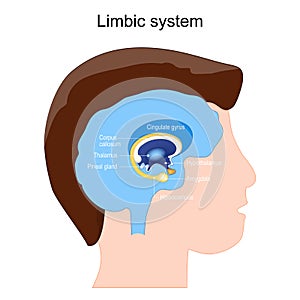 Limbic system anatomy. structure of brain ganglia. Amygdala photo