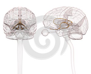 Limbic System Brain Anatomy - 3d illustration photo