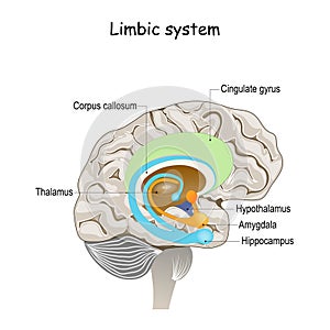 Limbic system. Cross section of the human brain.