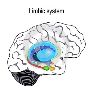 Limbic system. Cross section of the human brain