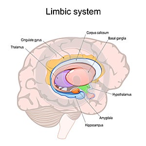 limbic system. Cross section of the human brain photo