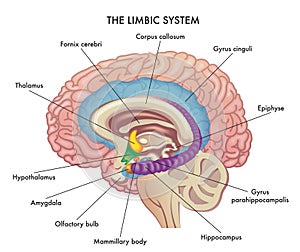 Limbic system photo