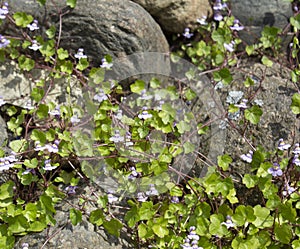 ÃÂ¡limbing plant with small blue flowers on large decorative stones photo