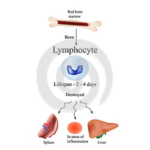 Limbo leukocytes in bone marrow. Dieback leukocytes in the spleen, liver and at sites of inflammation. The life of leukocyte. photo