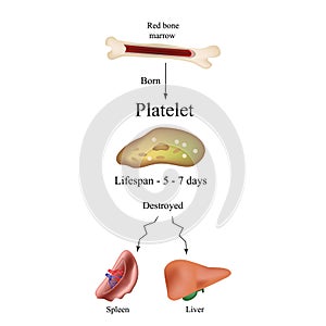 Limbo platelets in the bone marrow. Dieback of platelets in the spleen, the liver. The life of the platelet. Infographics. photo