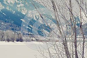 Limbs of trees in the northern utah mountains in the winter