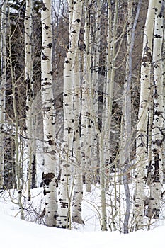 Limbs of trees in the northern utah mountains in the winter