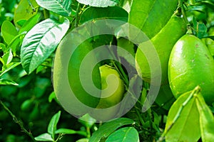 Limbura, Nimbura, Lebu, Nimbu, Green Lemon a citrus fruit Citrus lemon of Bangladesh origin