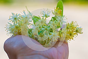 Lime blossom in hands outdoors