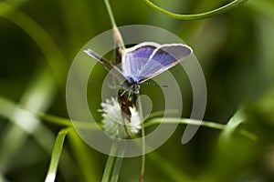 Lime Blue - Chilades Lajus - Butterfly - Female