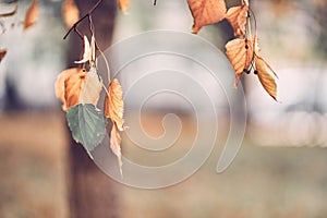 Lime branches with yellow leaves, on a defocused forest background. Colors of autumn nature with space to copy