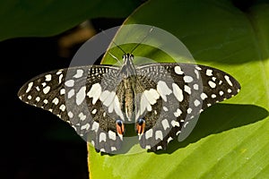 Lime Butterfly