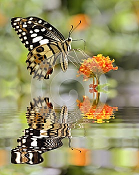 Lime butterfly above water with reflection photo