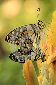 Lime Butterfly butterflies (Papilio demoleus) mati