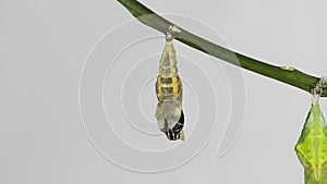 Lime butterfly emerging from pupa