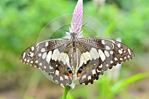 Lime butterfly on flower