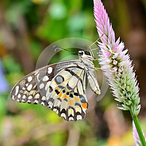 Lime butterfly on flower