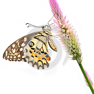 Lime butterfly on flower