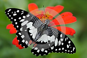 The Lime Butterfly gathering nectar from flowers, Thailand