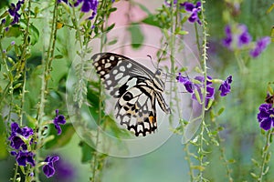 The Lime Butterfly gathering nectar from flowers, Thailand